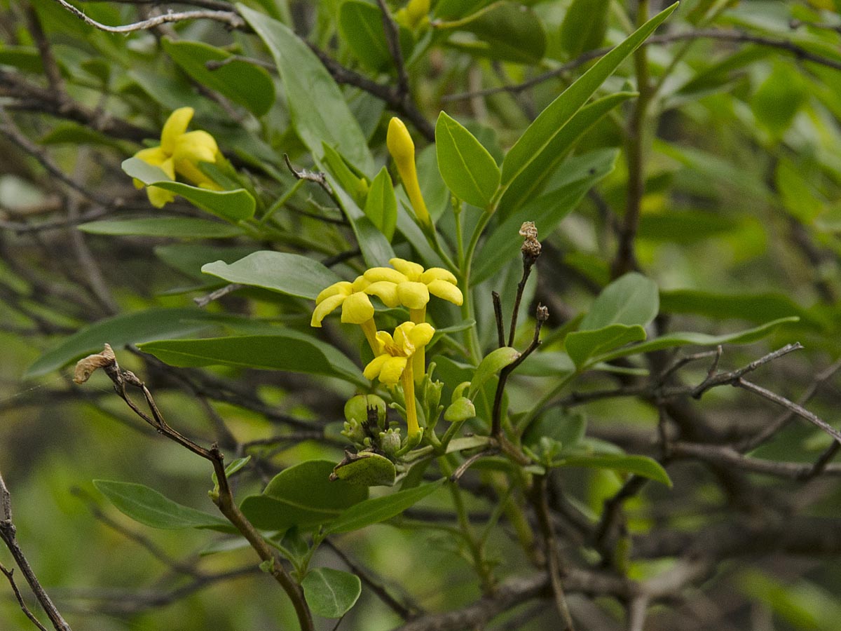 Jasminum odoratissimum